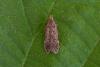 Bryotropha sp.
